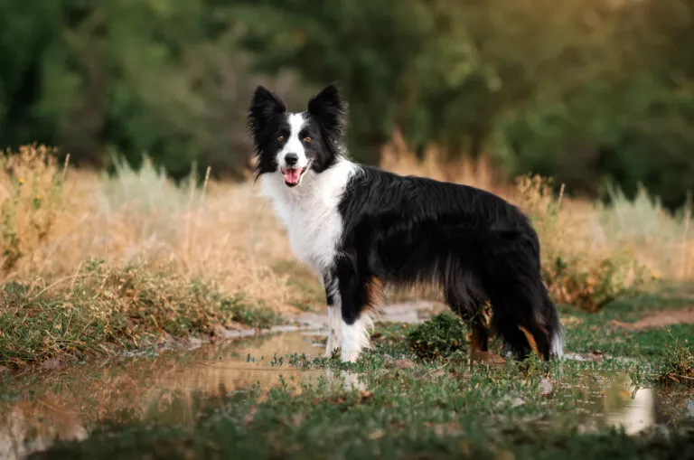 Un border collie en el campo mirando a la cámara