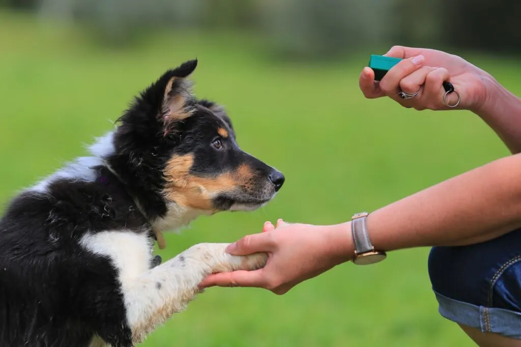 un perro border collie que se est&aacute; adiestrando con clicker