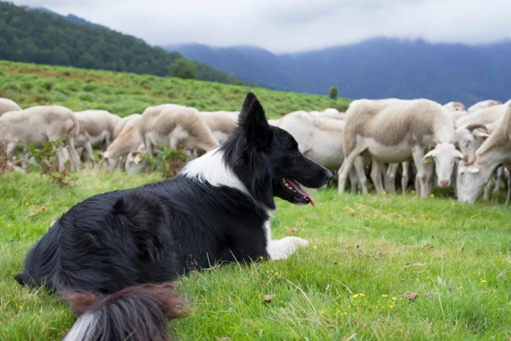 un border collie pastoreando un reba&ntilde;o de ovejas