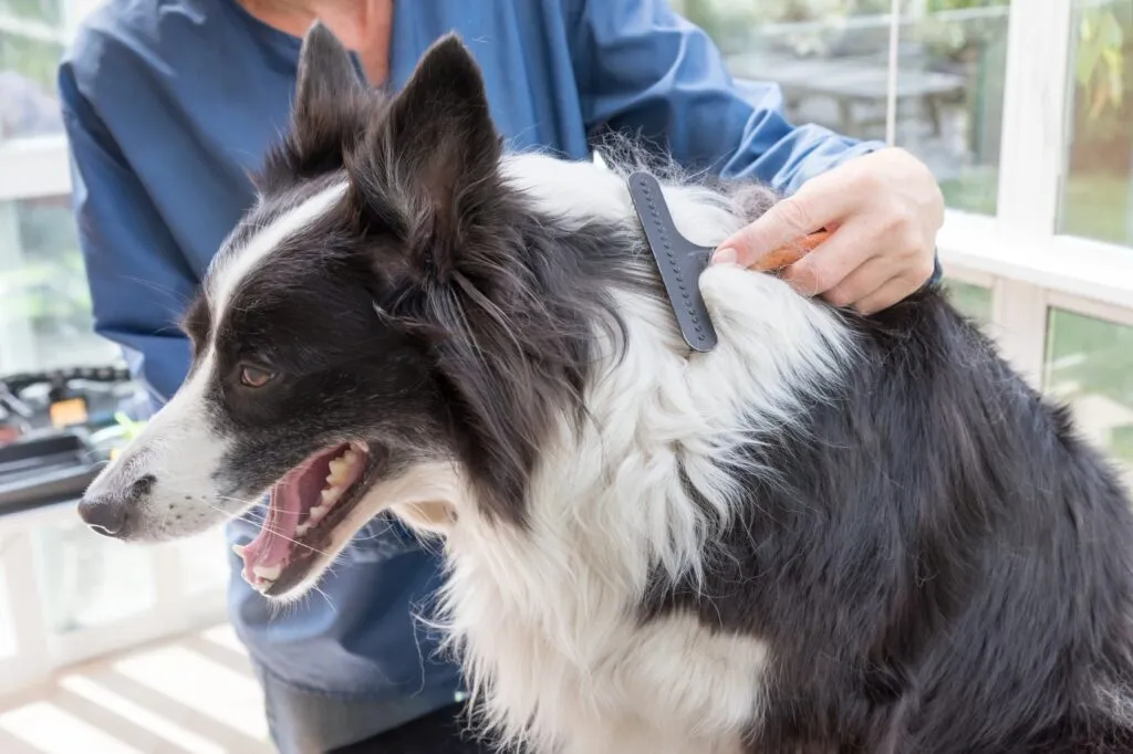 un border collie al que le est&aacute;n cepillando el pelo con un cepillo