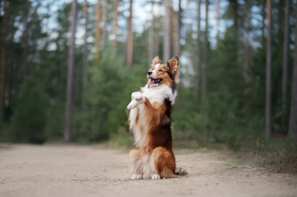 un border collie haciendo un truco en el bosque