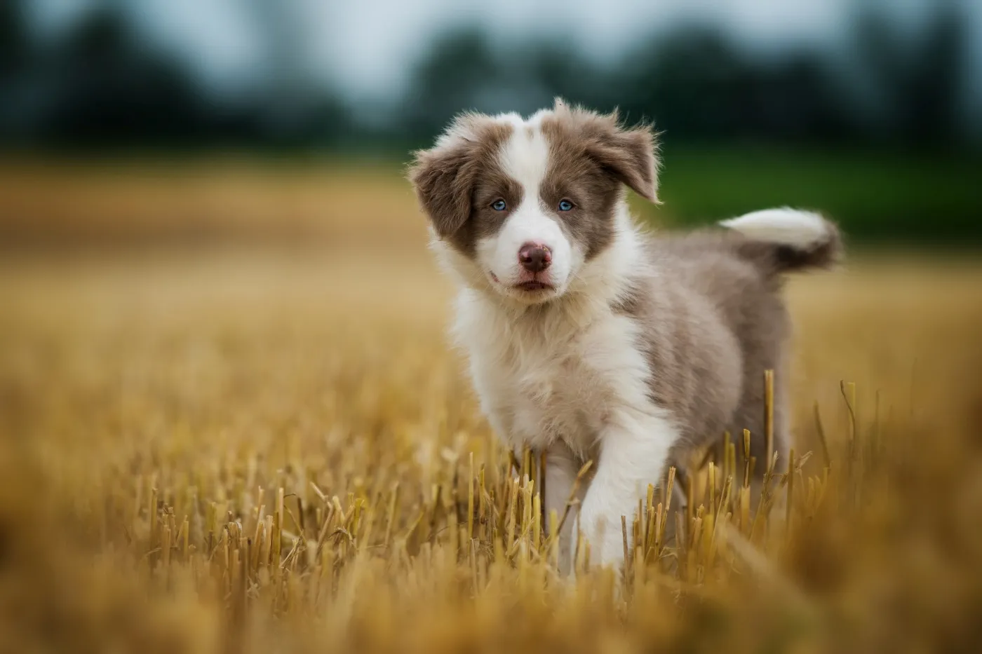 un border collie de ojos azules en un campo de trigo
