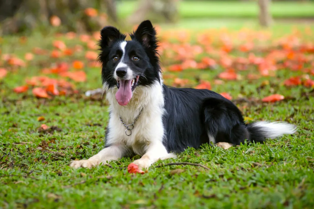 un border collie descansando al aire libre