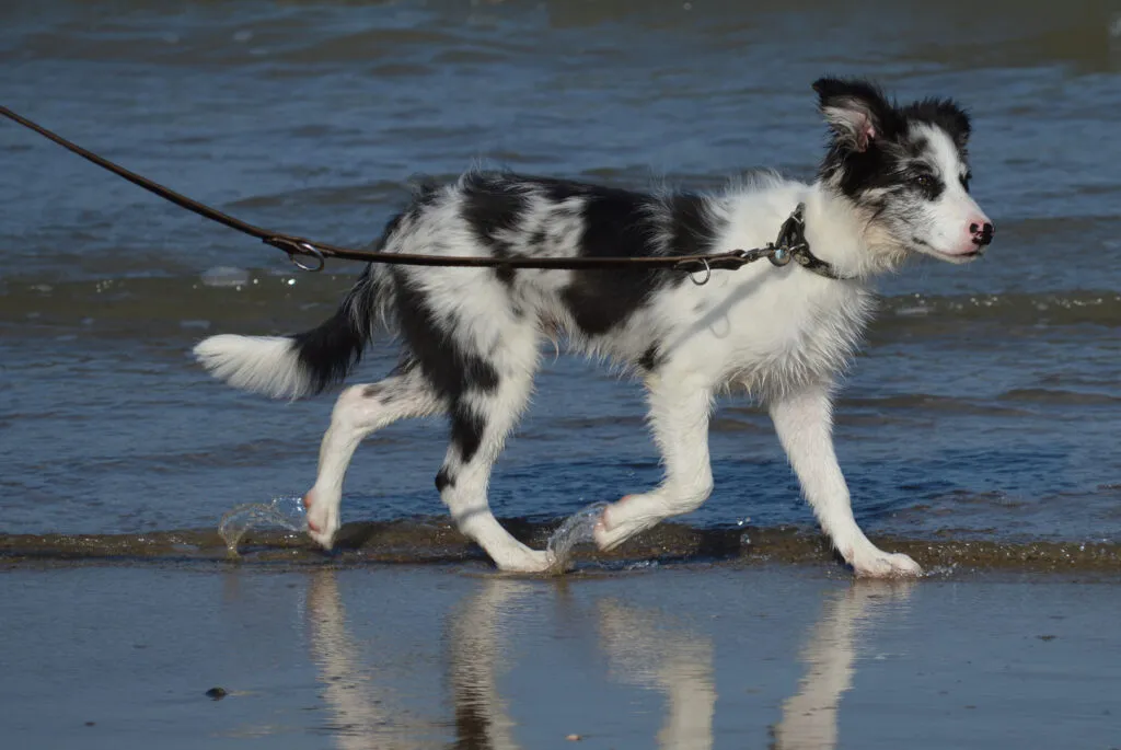 un border collie paseando junto al mar con correa