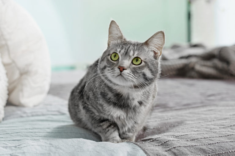 Cómo evitar que el gato orine en la cama