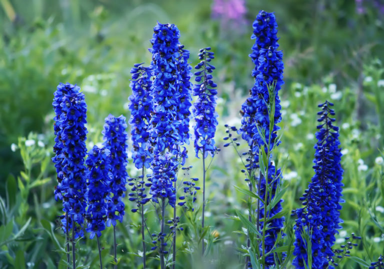 Plantas venenosas para roedores