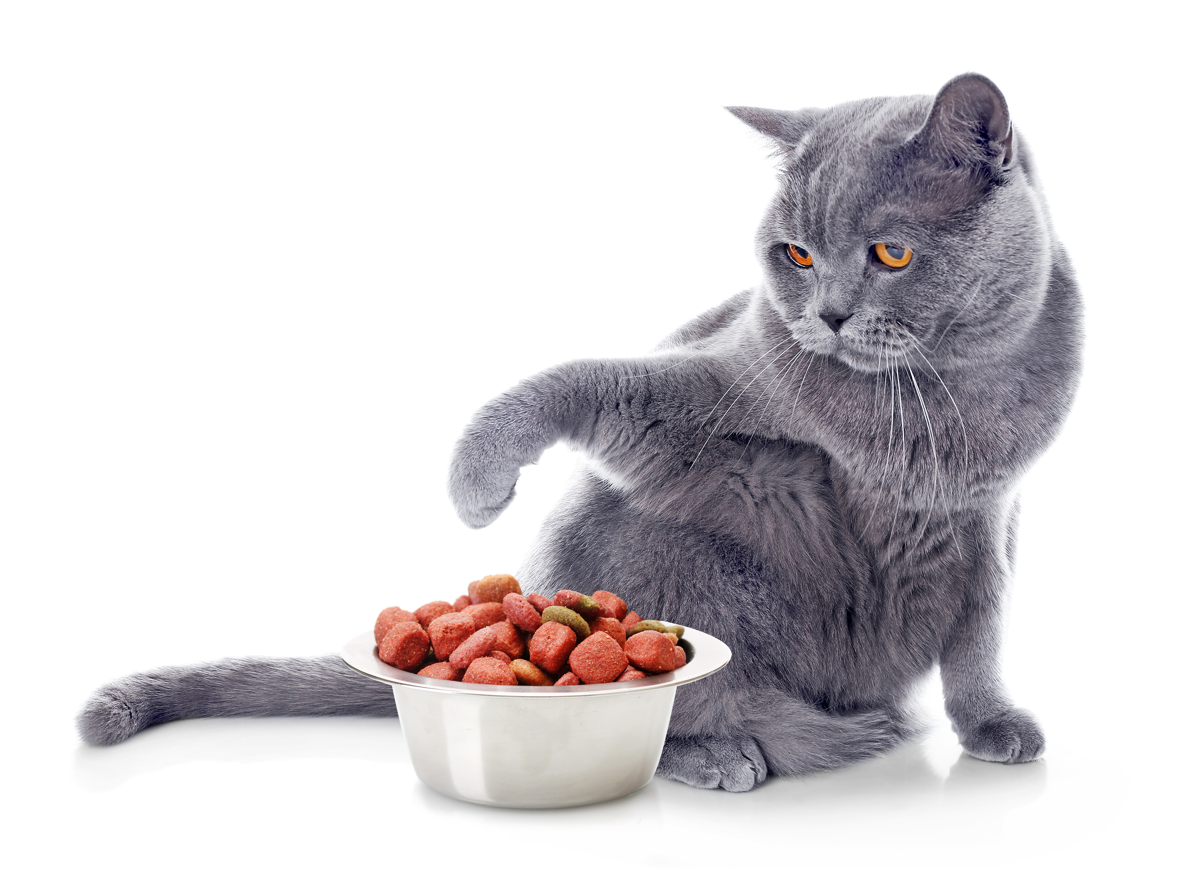 Cambio de alimentación en gatos | Magazine para gatos