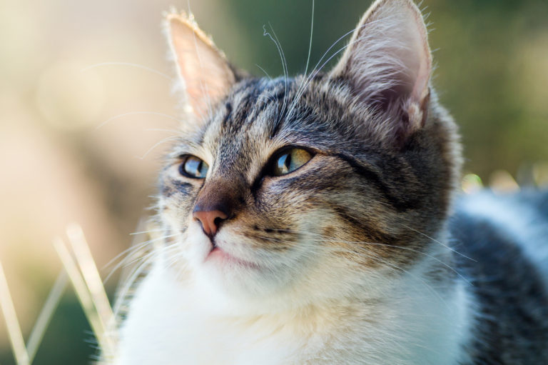 El oído de los gatos