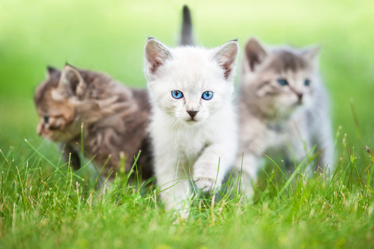 Dejar salir al gato Dejar salir al gato