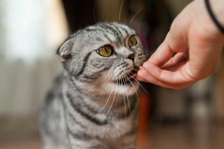 Complementos alimenticios para gatos