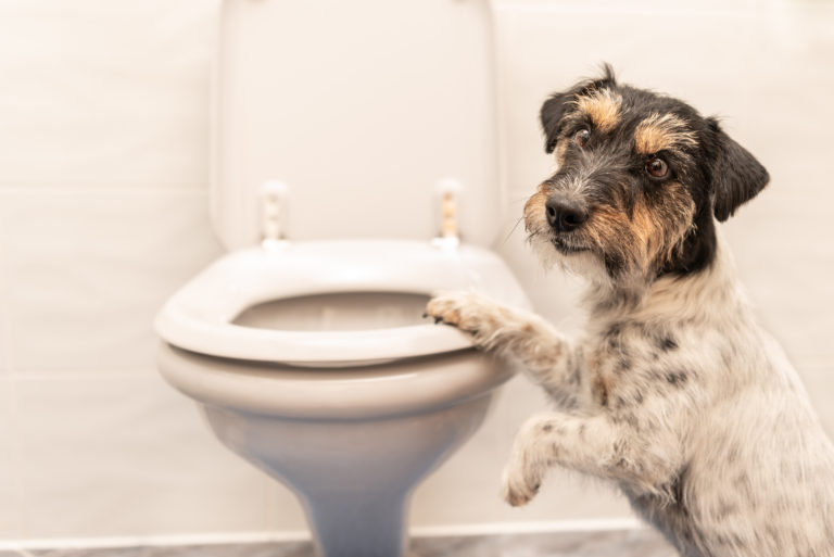 Mi perro me sigue al baño