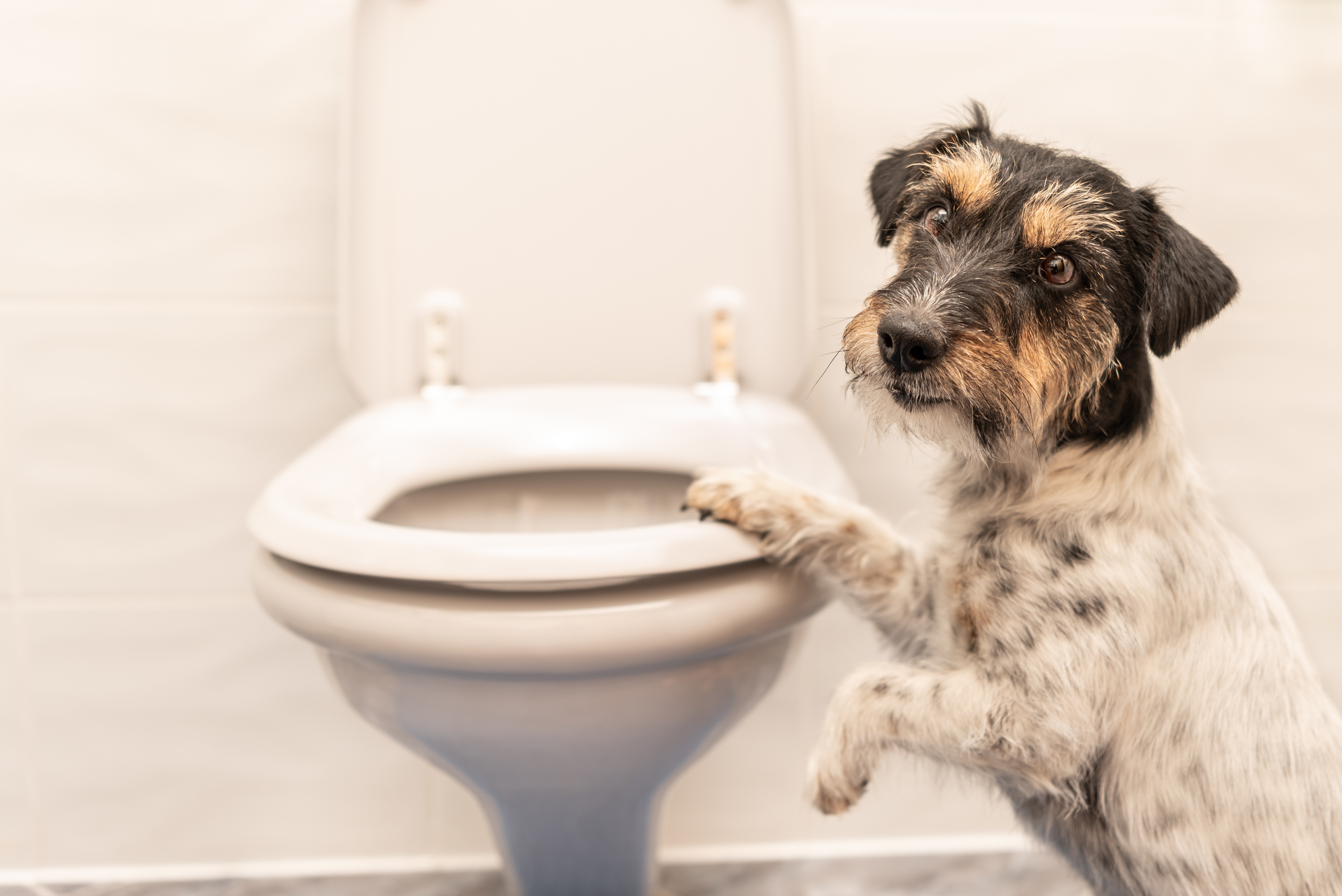 Cómo hacer que tu hijo haga caca en el váter water wc tratamiento