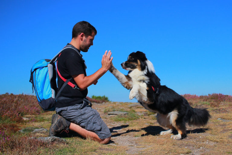 Los 10 mejores trucos para perros