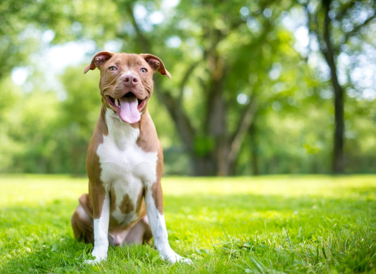 Seguro para perros PPP