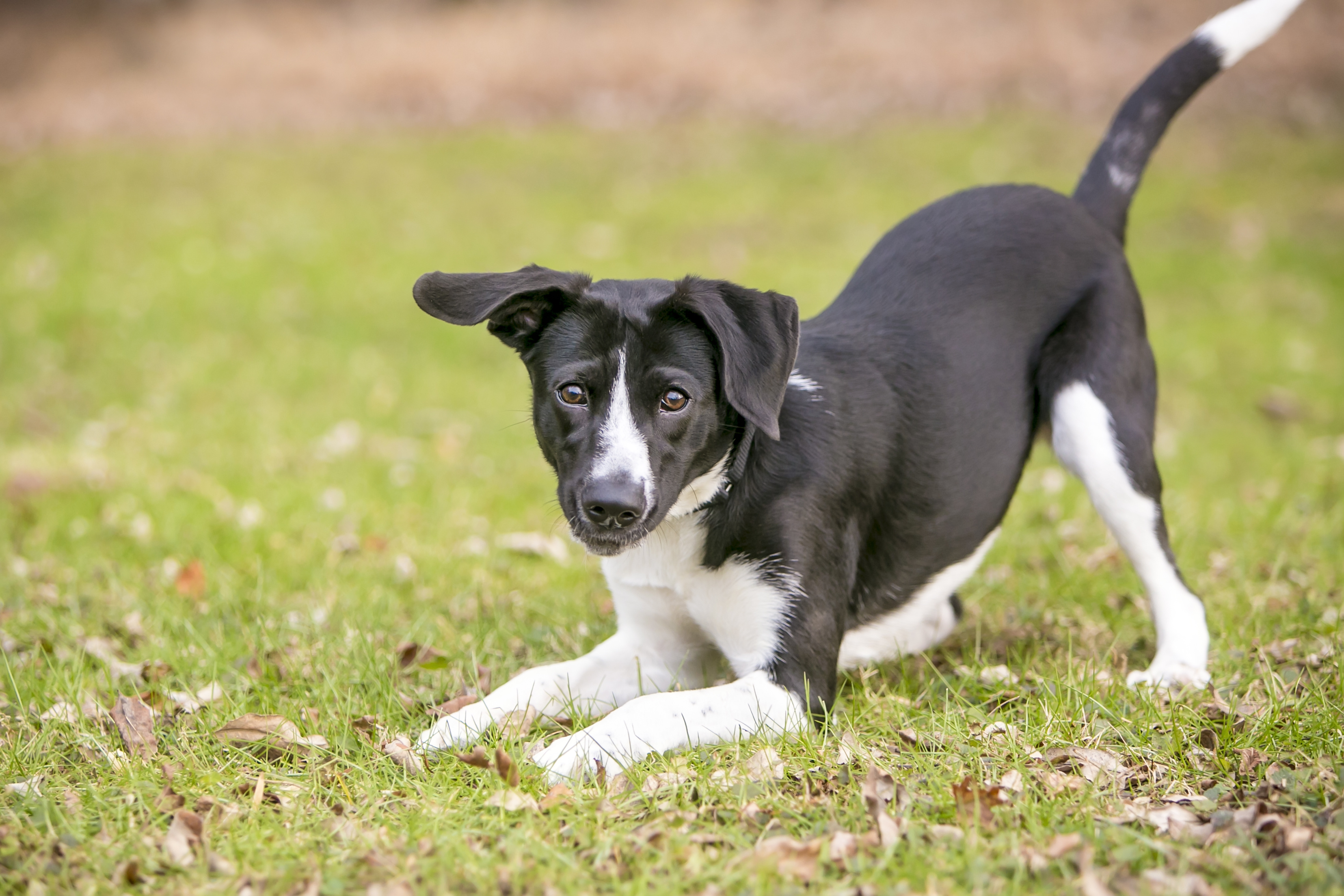 Prueba Abrumador de primera categoría Perro de raza o mestizo? | Adoptar un perro | zooplus