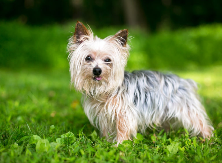 Yorkshire terrier