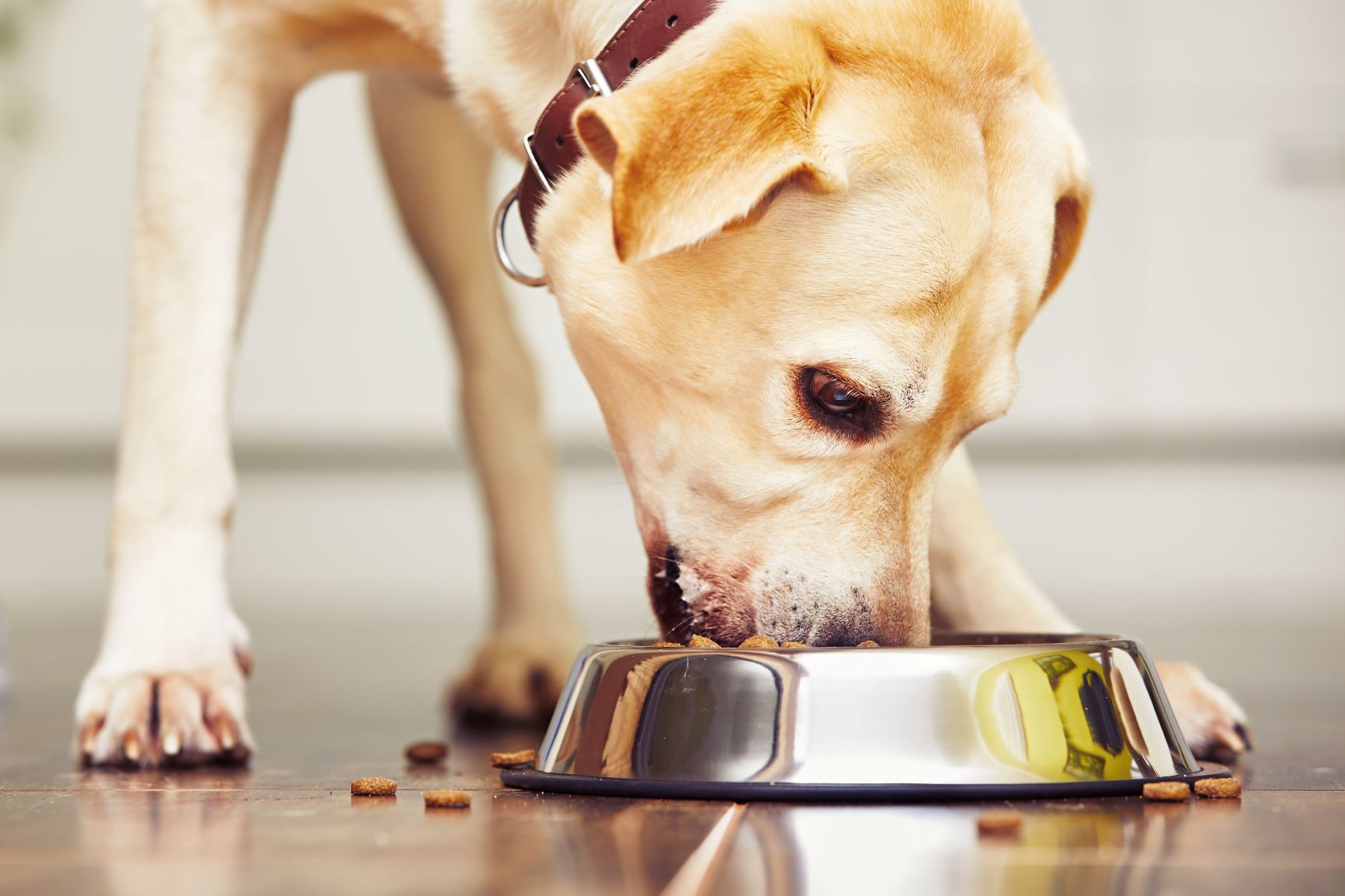 Dermatitis en perros