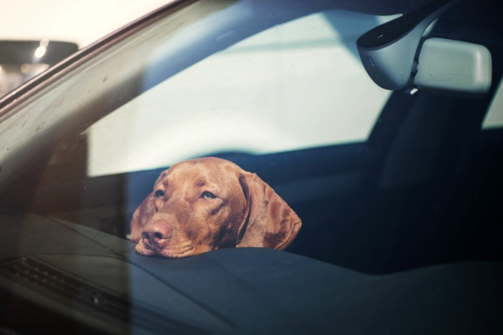 Golpe de calor en perros