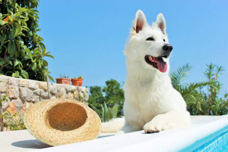 Protección solar en perros