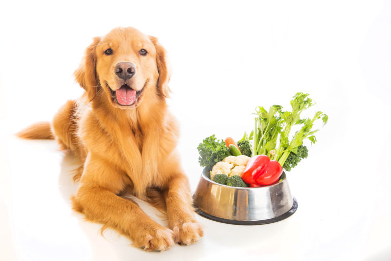 Comida vegetariana para perros