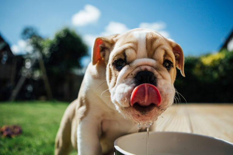 Golpe de calor en perros