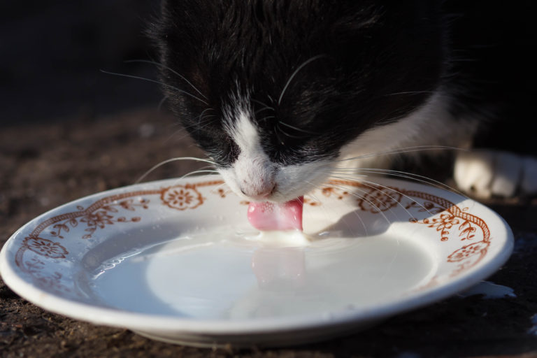 los gatos pueden beber leche