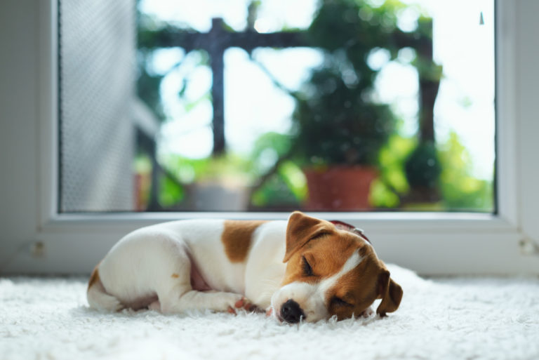 Cómo cuidar a un cachorro