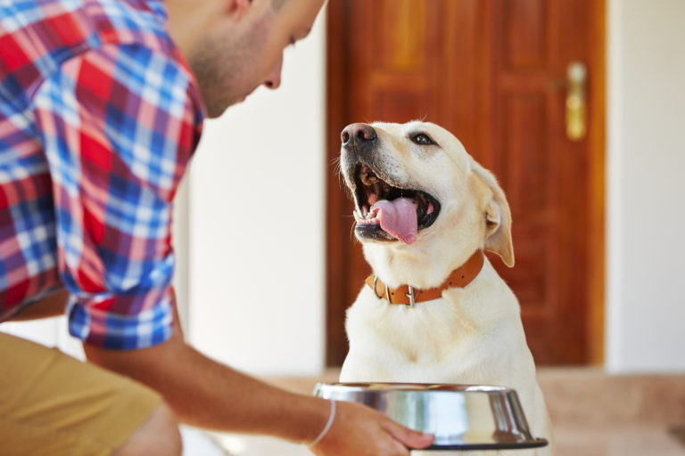 Comida para perros sin cereales