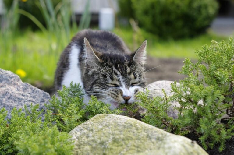 Plantas tóxicas para gatos
