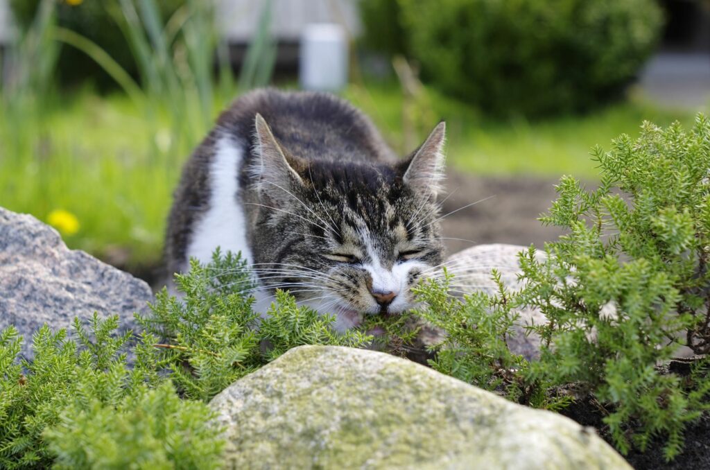 Plantas tóxicas para gatos | Magazine para gatos zooplus