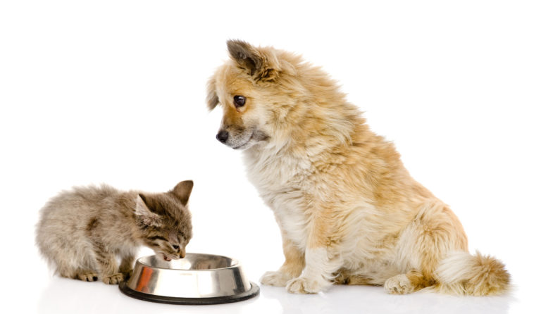 ¿Es mala la comida de gatos para perros?