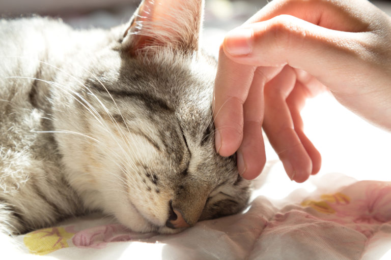 ¿Por qué ronronean los gatos?