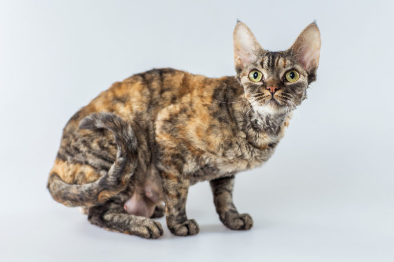 Cornish Rex