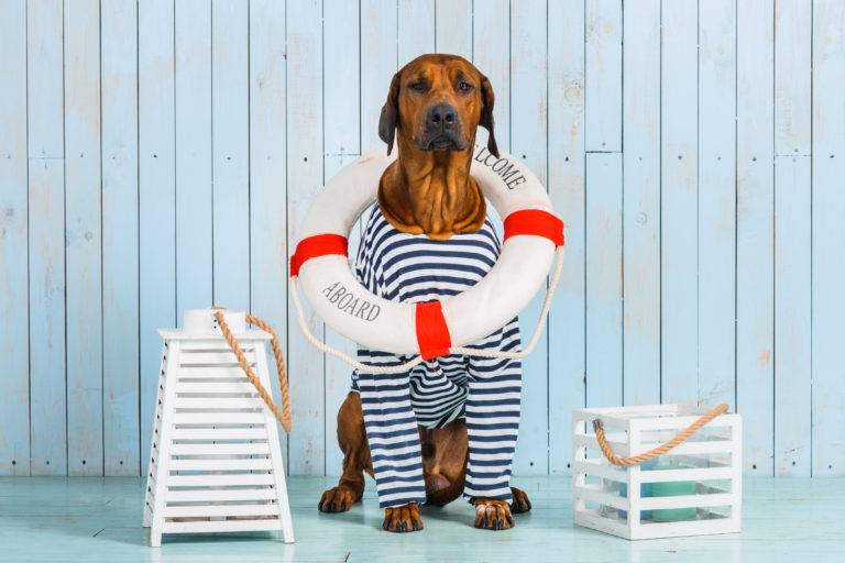 Viajar en barco con perros