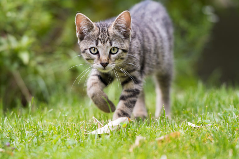 Jardín seguro para gatos