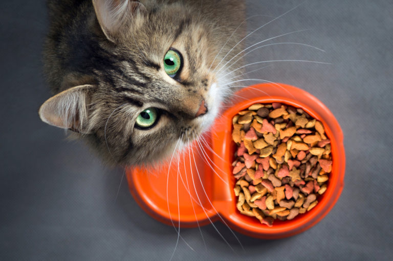 Comida monoproteica para gatos