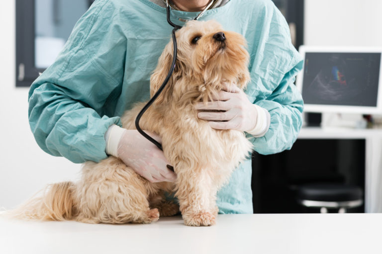 Pancreatitis en perros