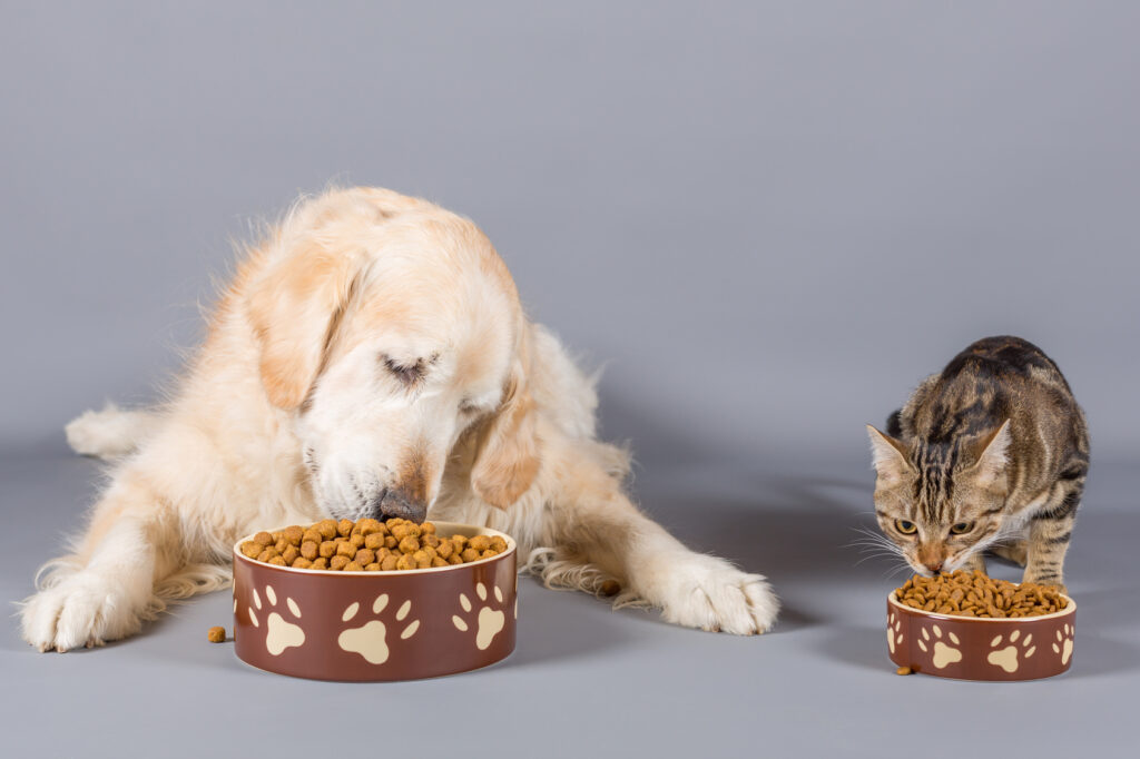 ¿Es mala la comida de perros para gatos?
