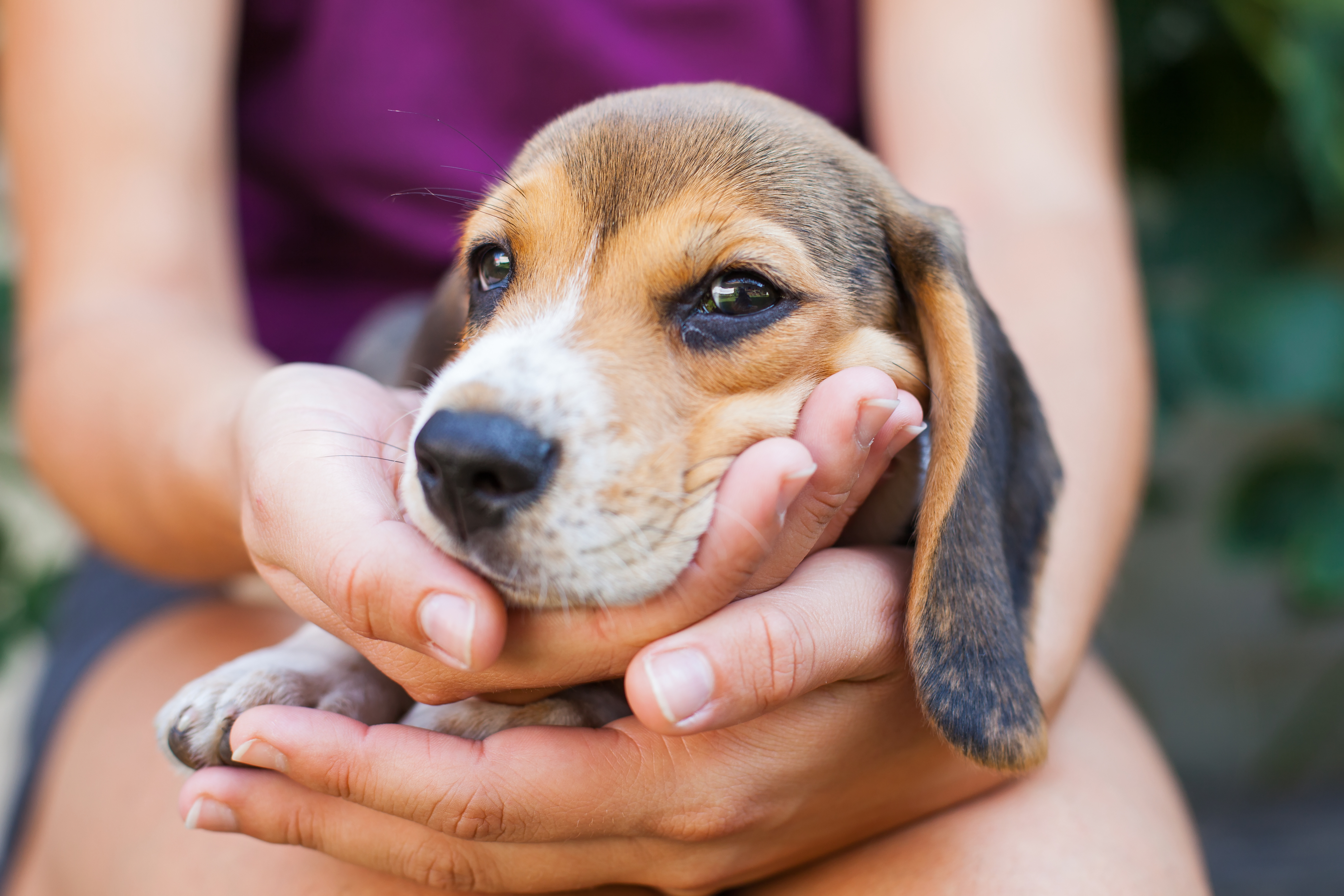 Adoptar un perro