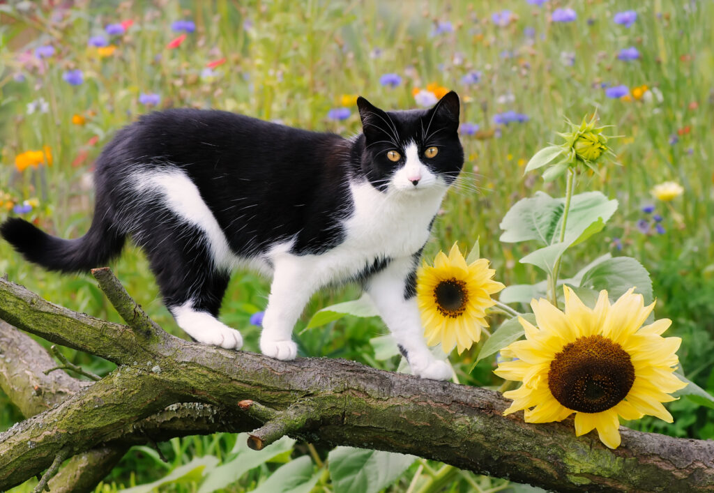 Gato común europeo