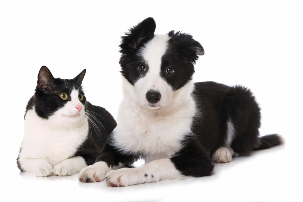 Perros y gatos juntos | zooplus