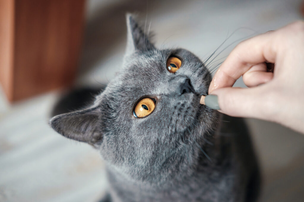 Cómo educar un gatito Cómo educar un gatito