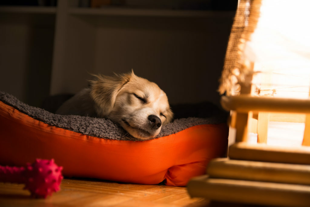 jadeo en perros jadeo en perros
