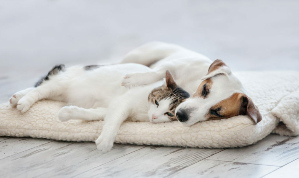 Perros y gatos juntos