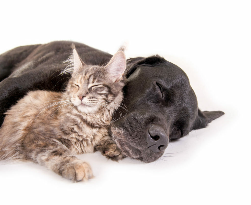 Perros y gatos juntos