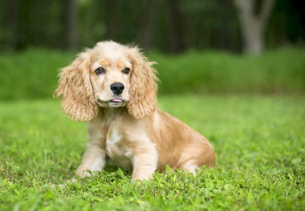 Cocker spaniel inglés