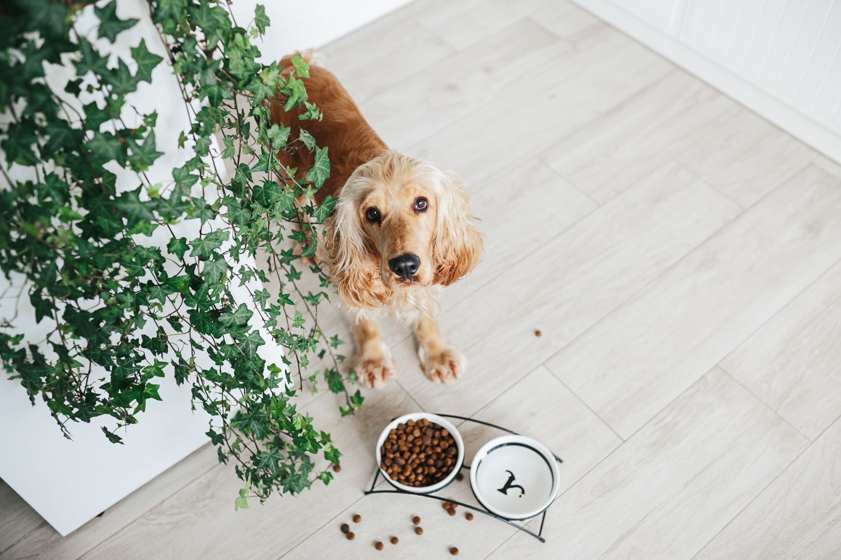 Cocker spaniel inglés