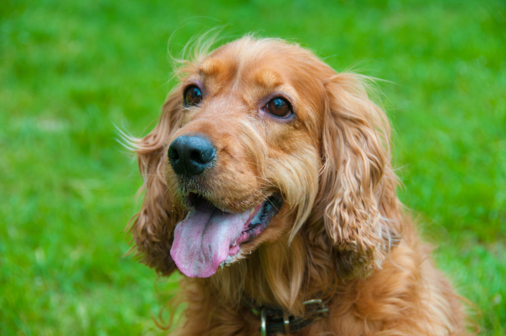 Cocker spaniel inglés