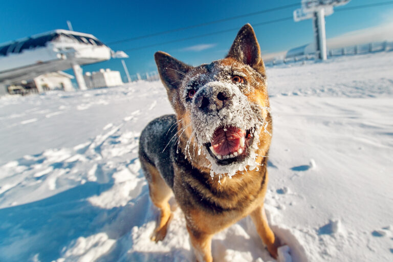 Proteger a los perros en invierno