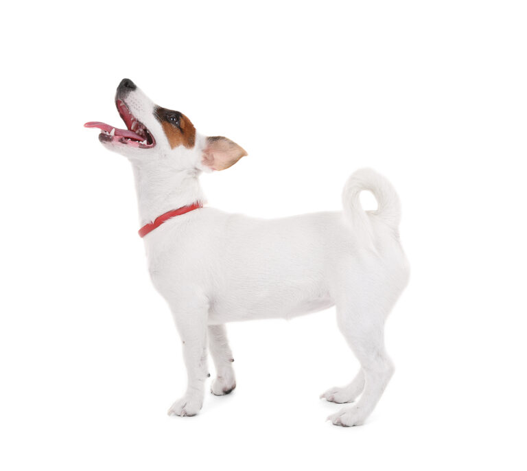 Jack russell terrier